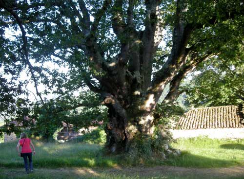 Carbay&oacute;n en Asturias Occidental