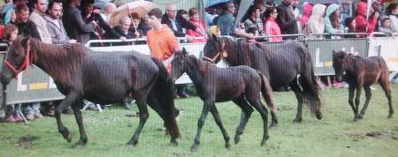 Caballos asturcones en la fiesta de Espineres (Asturias)