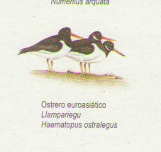 Ostrero Euroasiático por Asturias