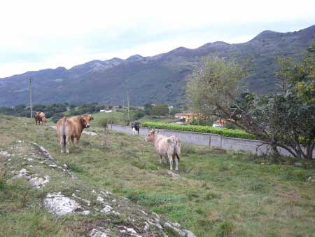 Calizas Cret&aacute;cicas por la loma de Cerec&eacute;u (Llanes-Asturias)
