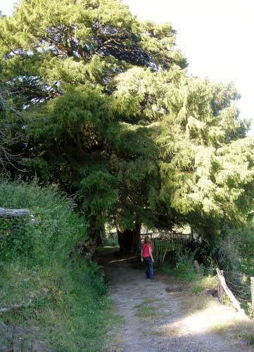 Texu de Santa Coloma (Allande)