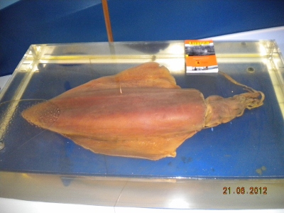 Taningia danae ejemplar de CEPESMA de Luarca