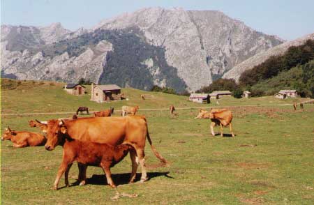 Brañagallones en el Parque Natural de Redes (Asturias)