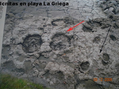 Icnitas en Colunga (Asturias)
