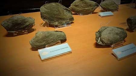 Moluscos bivaldos de Jurásico de Asturias
