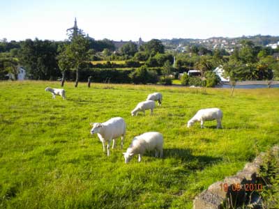 Campi&ntilde;a de Gij&oacute;n (Asturias)